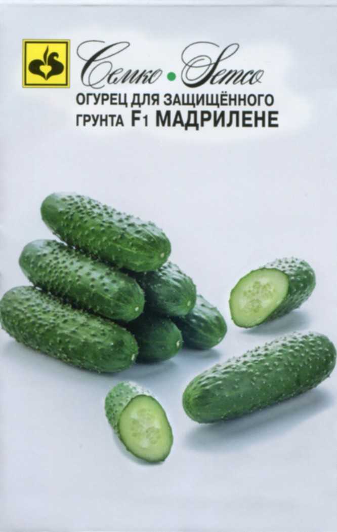 Огурец мадрилене: описание, характеристики, посадка, выращивание, отзывы