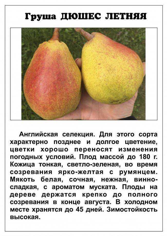 Уход за грушей весной и посадка саженцев