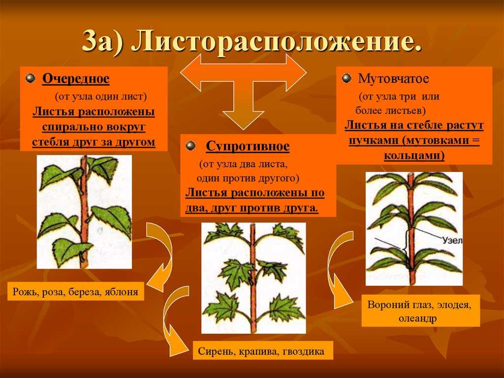 Ясень - все о дереве: описание дерева, виды, места произрастания