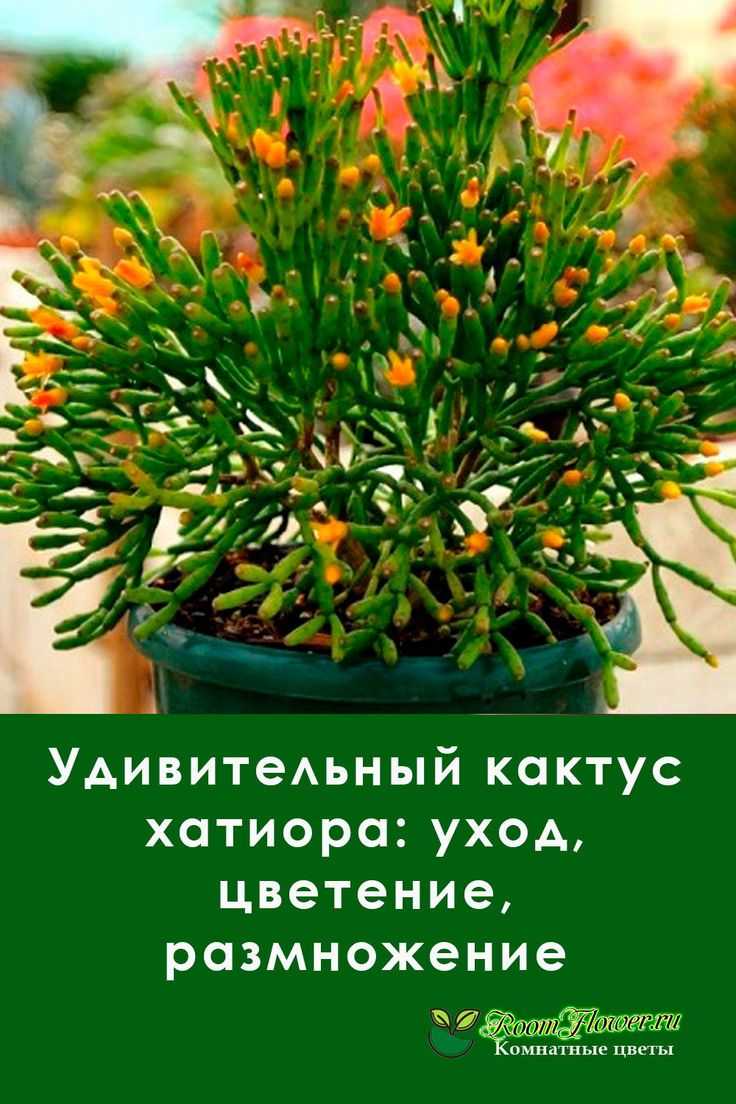 Хатиора