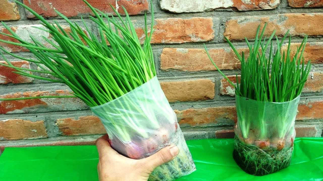 Как вырастить зеленый лук на подоконнике в домашних условиях