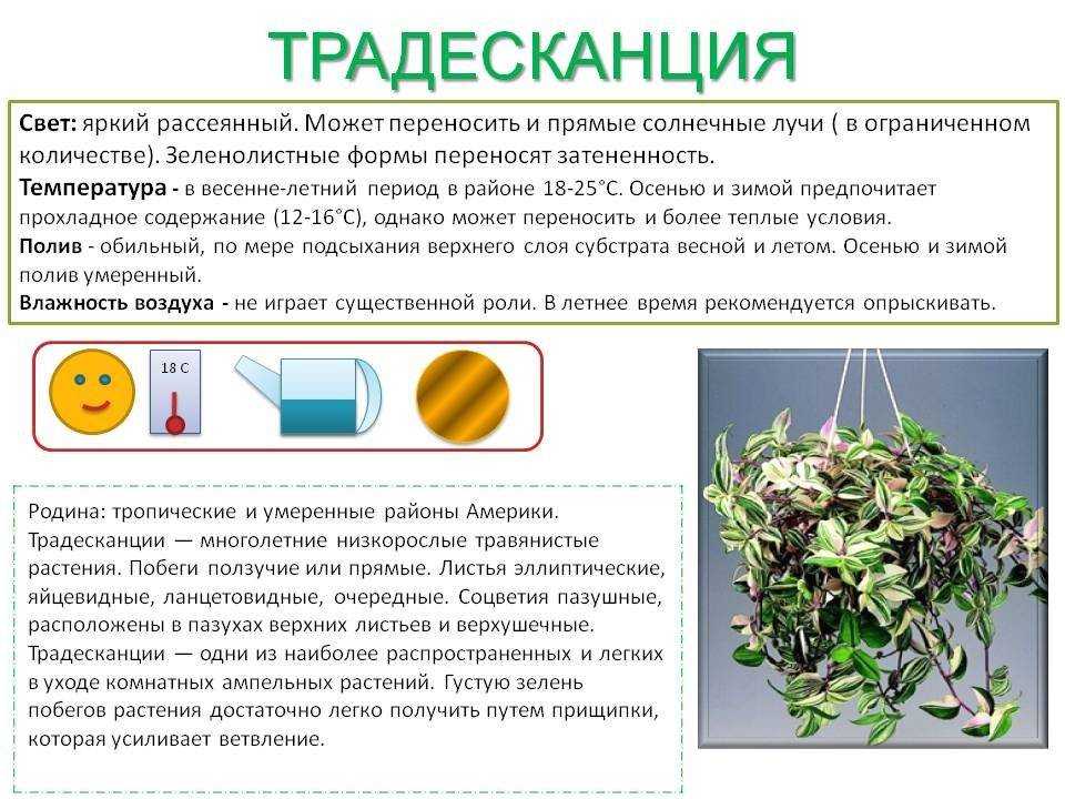 Уход за колумнеей в домашних условиях
