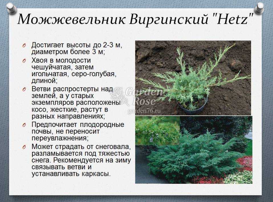 Можжевельник казацкий: описание, фото, посадка и уход