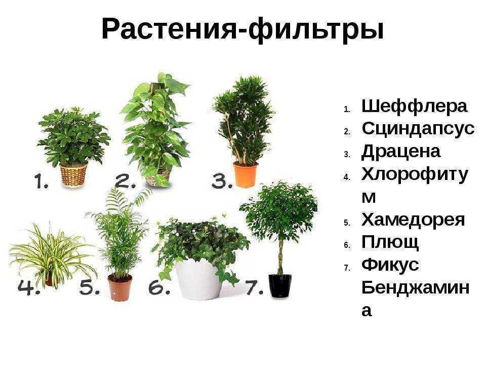 8 лучших комнатных растений-фильтров. какие растения лучше очищают воздух? список, фото — ботаничка