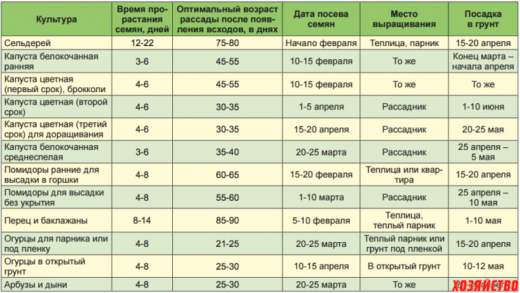 Посадка рассады в 2024 году: сроки посева