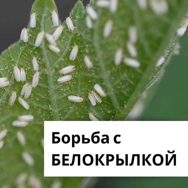 Избавляемся от белокрылки: в огороде, в парниках, в квартире