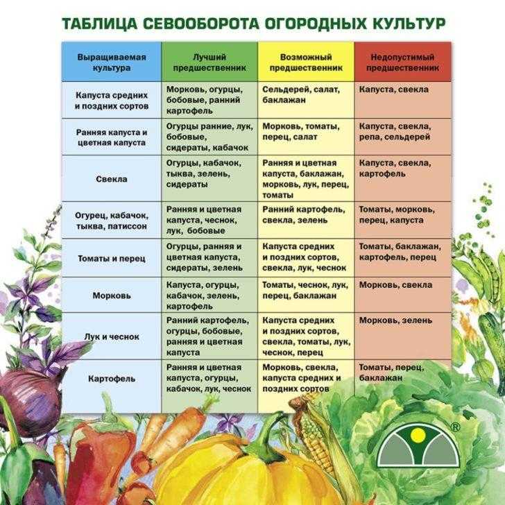 Познакомимся поближе с пионерами с посева которых лучше начать новый садовый год от гороха и салатов до любимых корнеплодов Что посеять ранней весной в открытый грунт