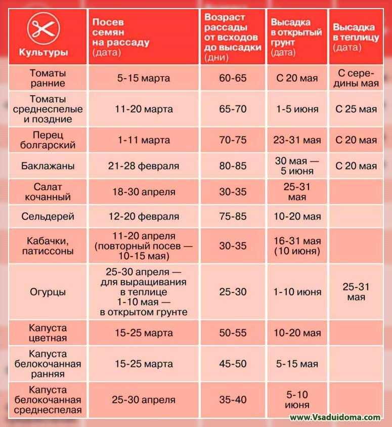 Сроки посадки, овощных культур для южного и центрально-чернозёмного регионов россии и снг