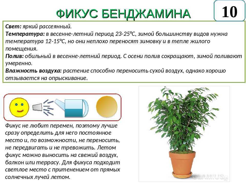 Одним из популярных растений среди цветоводов считается Фикус Бенджамина Ficus Benjamina который был назван в честь открывшего его испанского ботаника Джексона Бенджамина