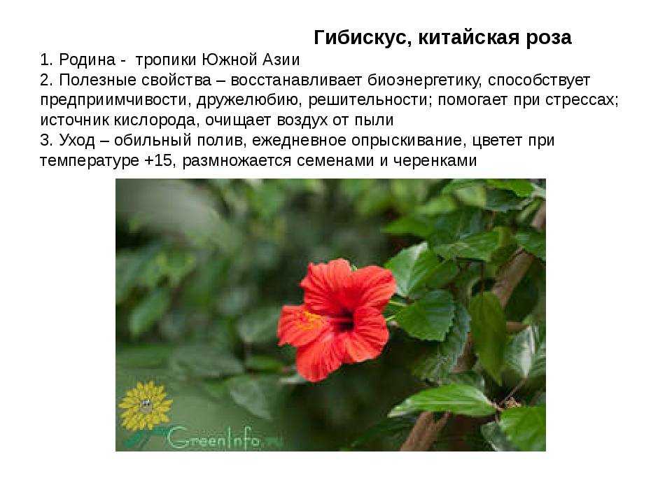 Гибискус сирийский — центральное украшение любой клумбы