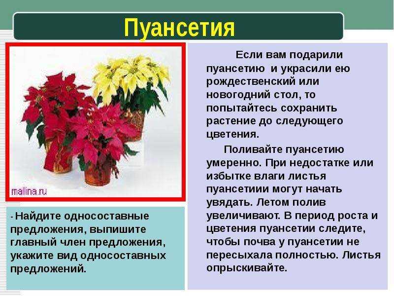 Как поливать пуансеттию: как правильно увлажнять цветок весной, летом и осенью, нужно ли это делать часто, какую воду использовать, можно ли опрыскивать?