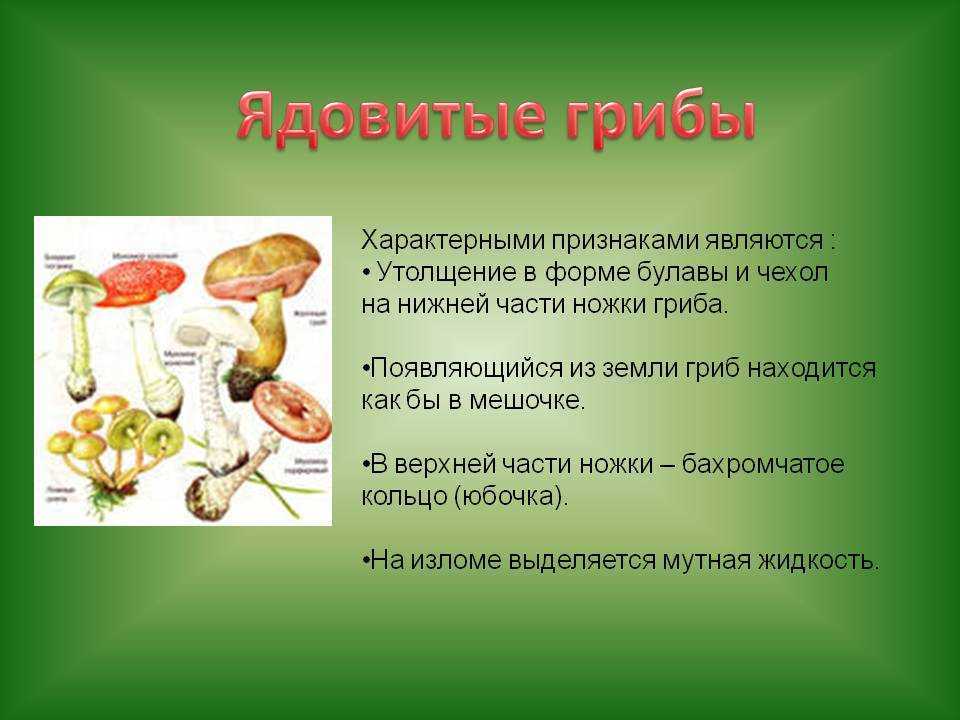 Весенние грибы: какие и где можно найти в россии