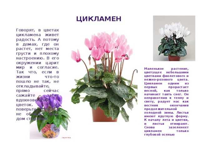 Как ухаживать за цикламеном в домашних условиях