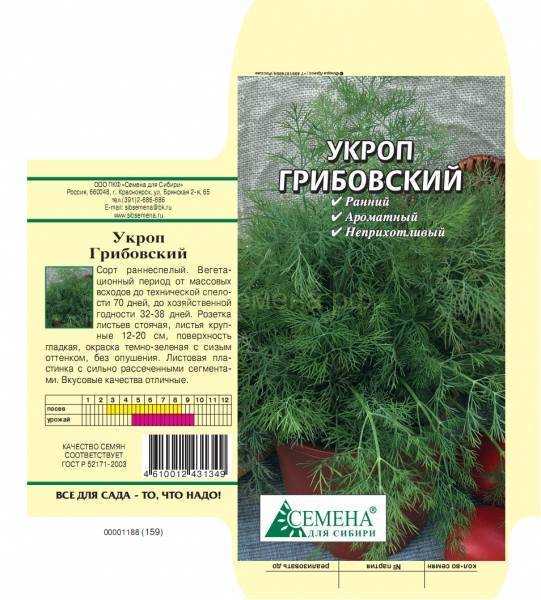Укроп грибовский: описание сорта, фото и выращивание - ogorodlogiya.ru - полезные советы о загородной жизни