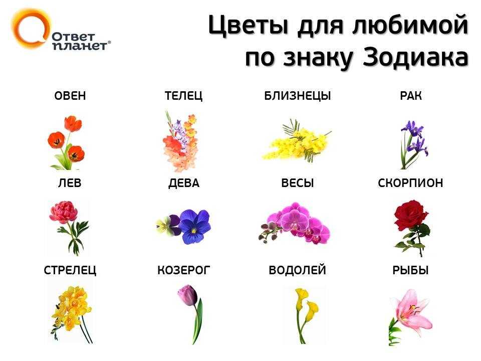 Цветочный гороскоп по знаку зодиака и друидов по дате рождения: таблица совместимости цветов и описание характеров женщины и мужчины