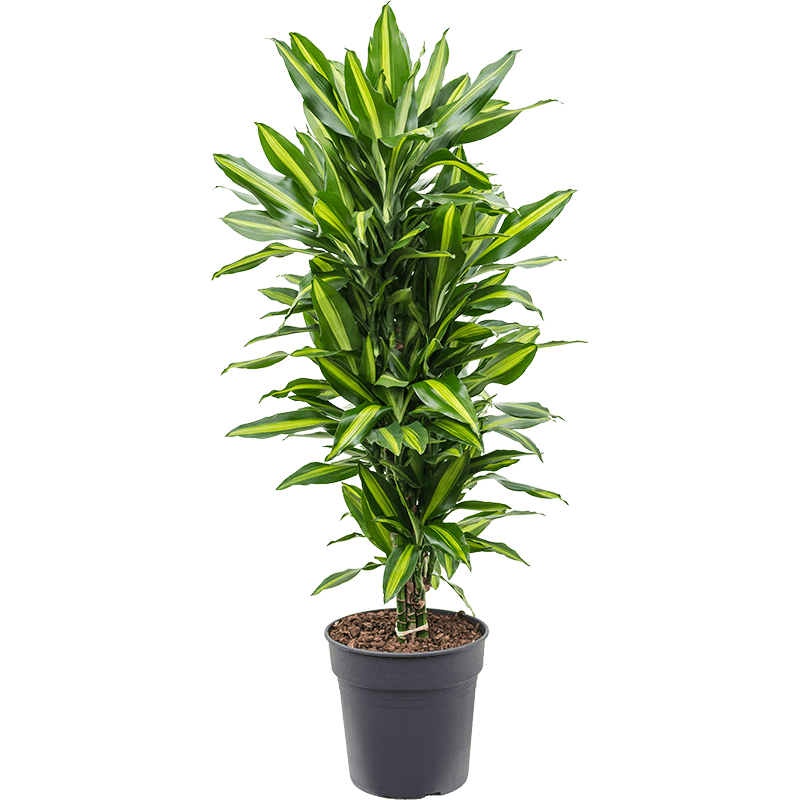 Dracaena fragrans ‘lemon lime’ care guide (2024)