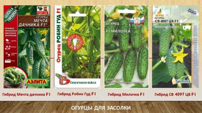 Самые лучшие сорта поздних огурцов для теплиц и огорода