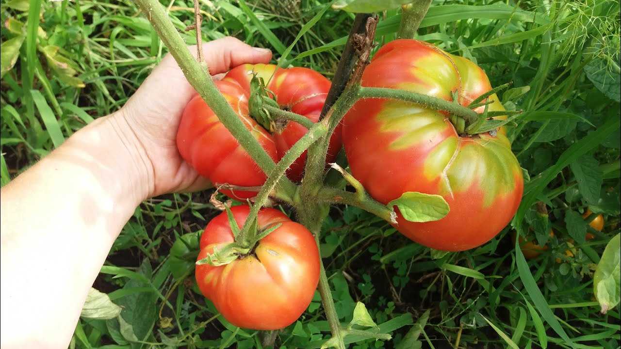 Томат бабушкин секрет - отзывы о сорте, описание, фото