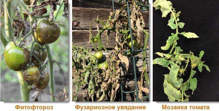Фузариоз рассады томатов: фото растений с признаками увядания, причины появления инфекции, способы лечения помидоров и профилактические меры