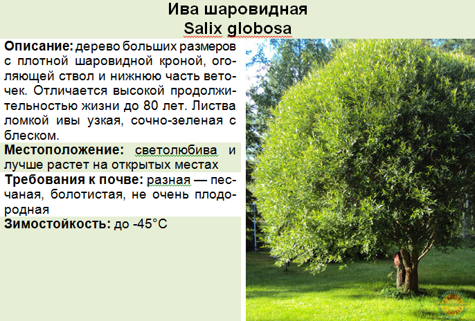 Ива извилистая, свердловская: виды и сорта, выращивание в открытом грунте и правила ухода