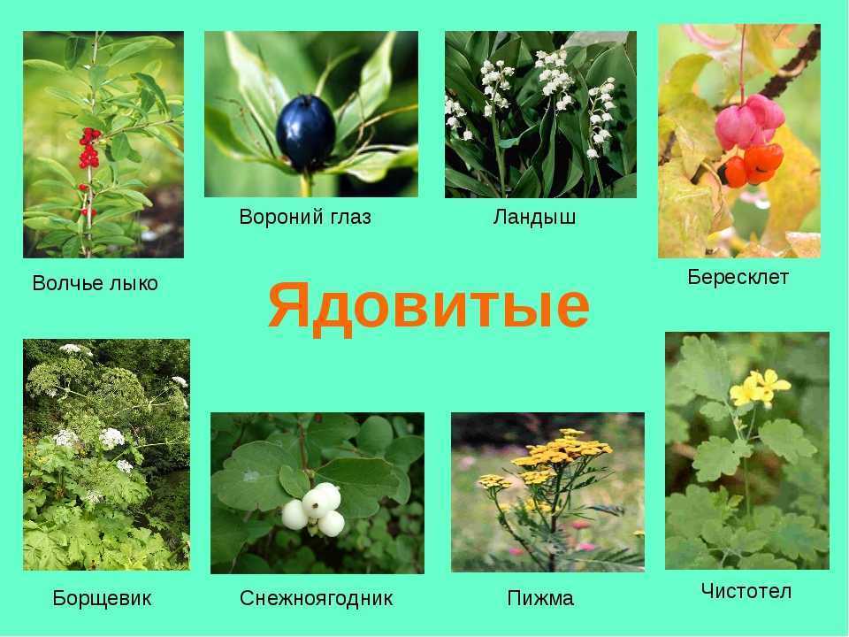Опасные растения на даче  | блог барышням
