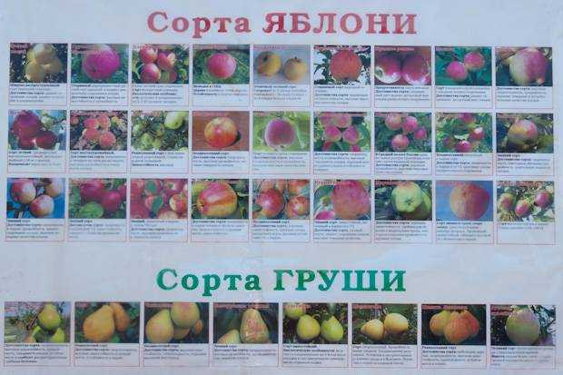 Ранние сорта яблонь ?: яблоня красное раннее, фото с описанием | qlumba.com