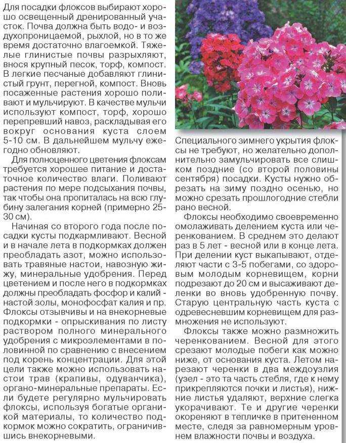Кохия веничная: выращивание рассады, уход, декоративные и лечебные свойства