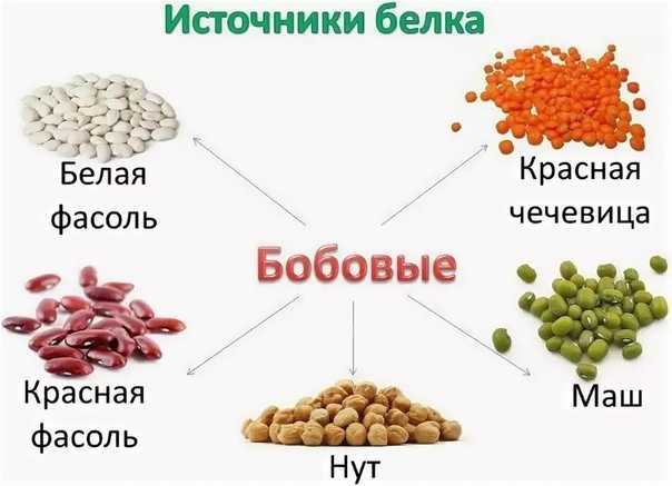 Семейство бобовые 6 класс онлайн-подготовка на ростелеком лицей | тренажеры и разбор заданий