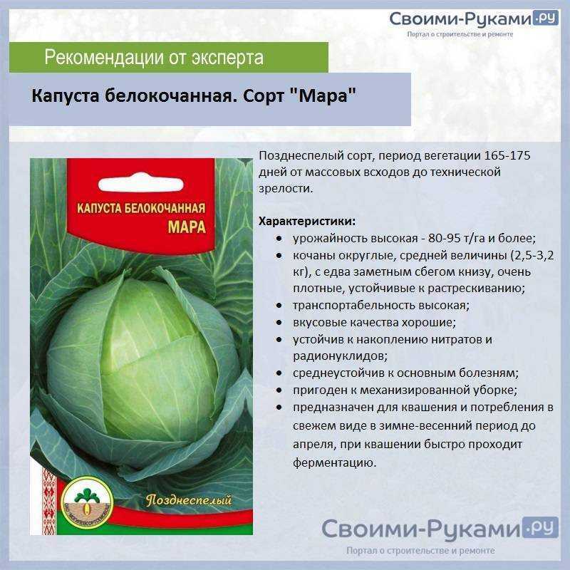 Сорта капусты белокочанной: среднеспелые, ранние и поздние этой группы, названия лучших голландской и другой селекции, для теплиц и открытого грунта разных регионов