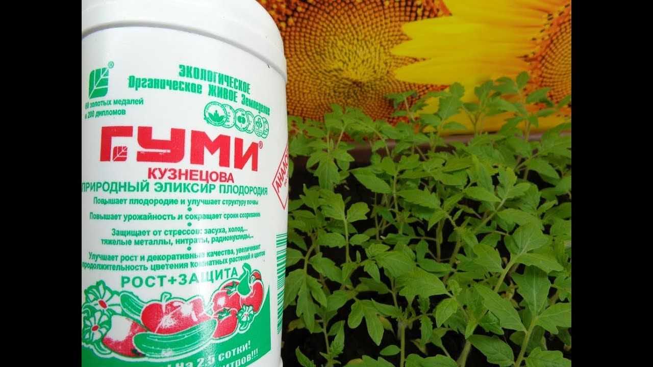 Удобрение рассады – как и чем подкармливать рассаду цветов и овощей