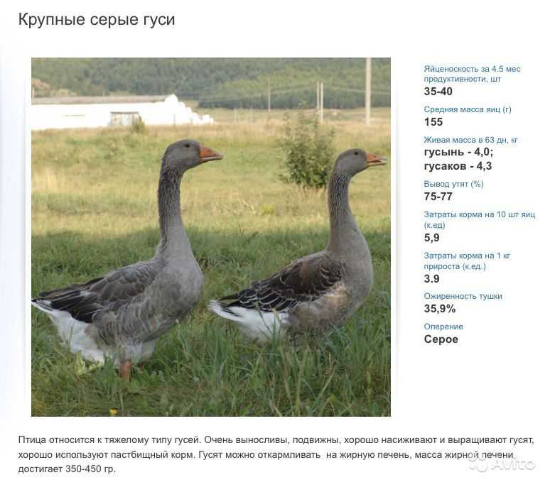 Породы домашних гусей