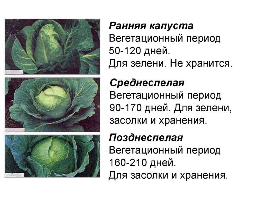 Три способа выращивания крепкой капустной рассады