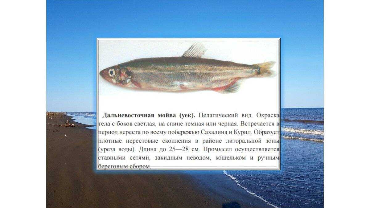 Мойва: калорийность и полезные свойства рыбы | food and health