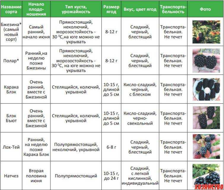 Подкормка плодовых деревьев весной