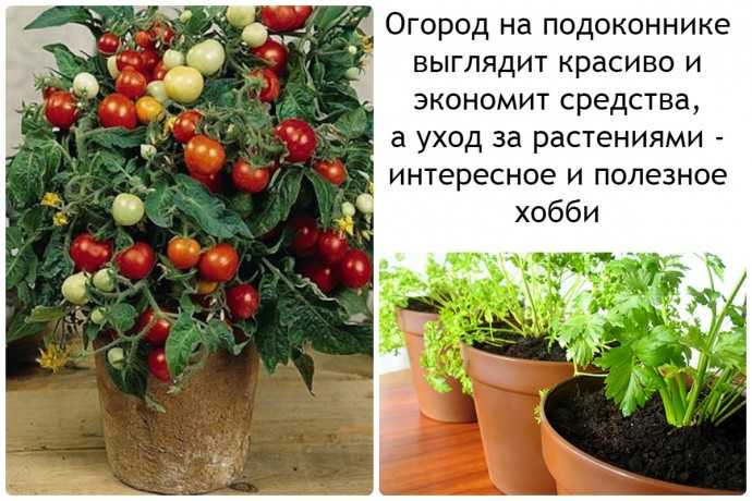 Что можно вырастить на домашней грядке: советы начинающим огородникам