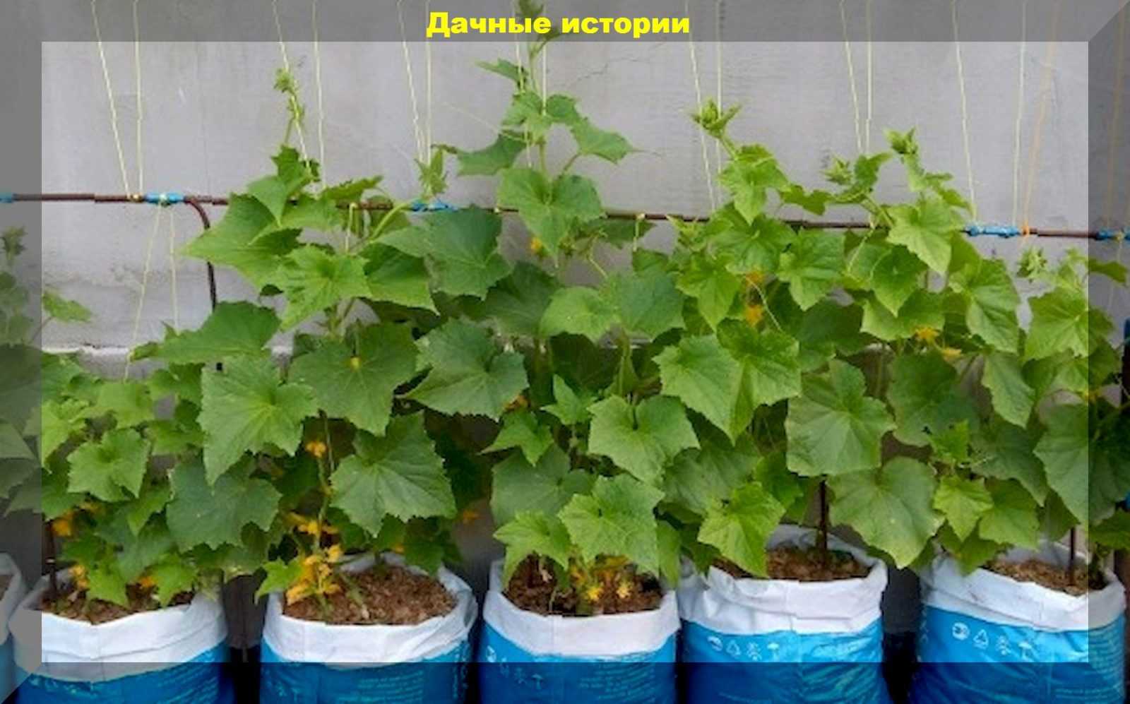 Огурцы в бочках и мешках — опыт выращивания, советы по уходу + фото