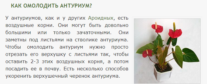 Цветок антуриум или мужское счастье, уход в домашних условиях, фото, болезни