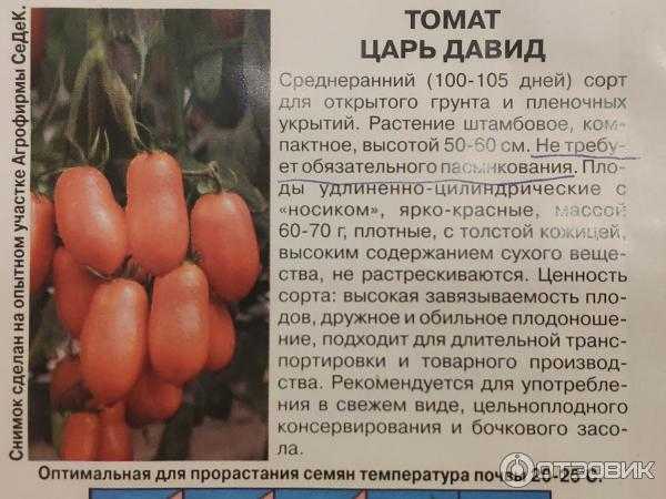 Томат жигало — описание сорта с фото
