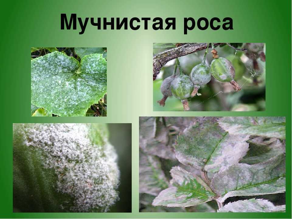 Как избавиться от мучнистой росы?