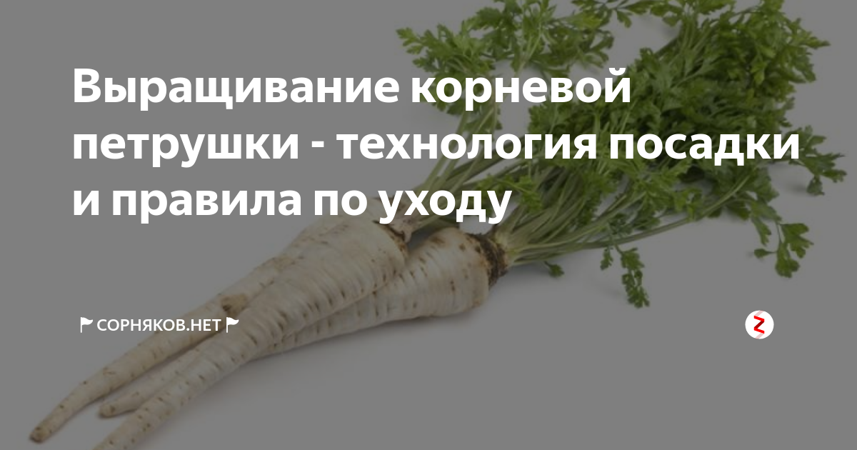 Петрушка - выращивание и уход