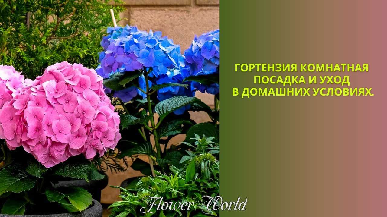 Уход за гортензией в горшке в домашних условиях после покупки: фото, видео