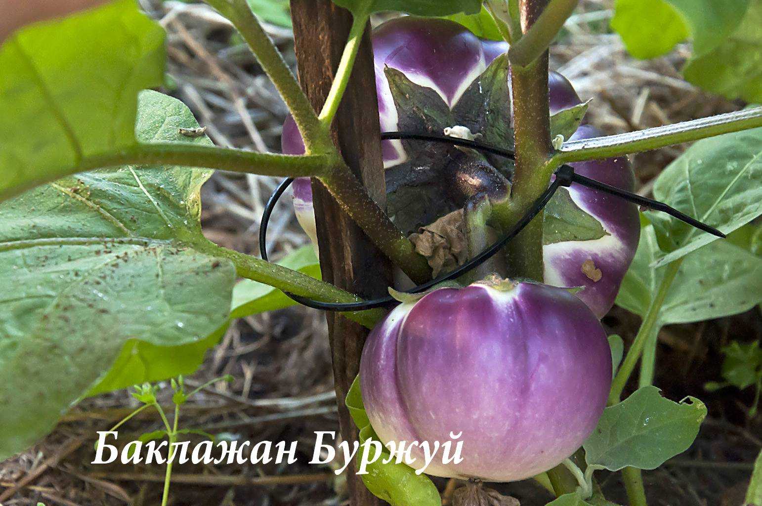 Баклажан буржуй f1: характеристика и описание сорта, отзывы, фото, выращивание