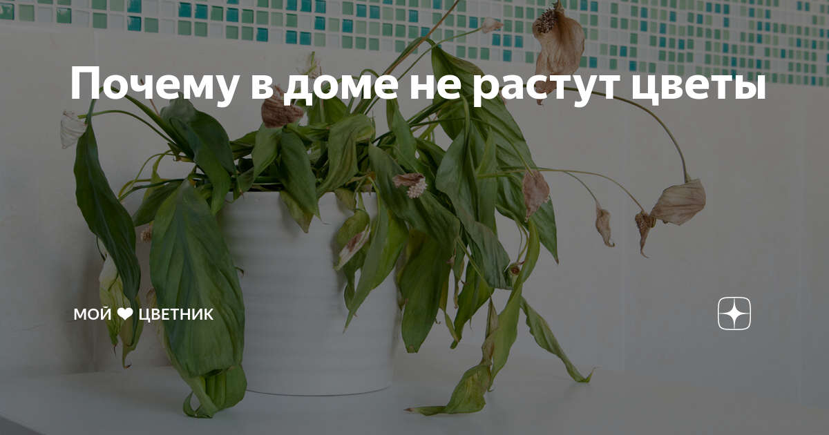 Стадии роста монстеры