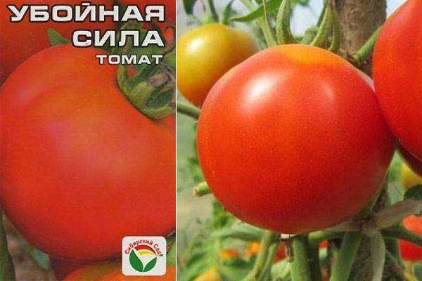 Томат сластена: описание сорта, отзывы, урожайность, фото