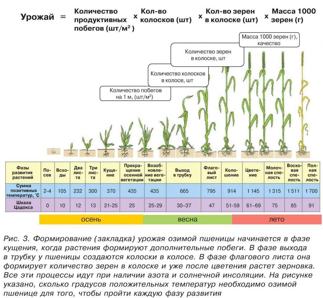 Основные правила внесения удобрений (органические и минеральные)