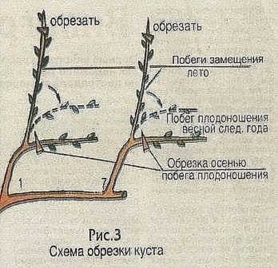Посадка и уход в первый год. виноградные первогодки.