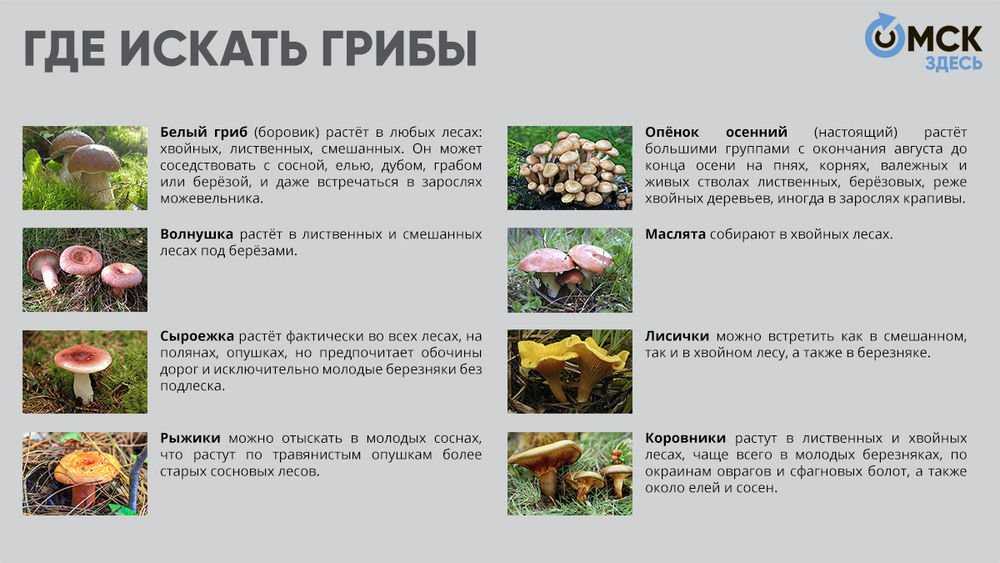 Топ - 10 съедобных грибов: десятка самых вкусных и полезных грибов