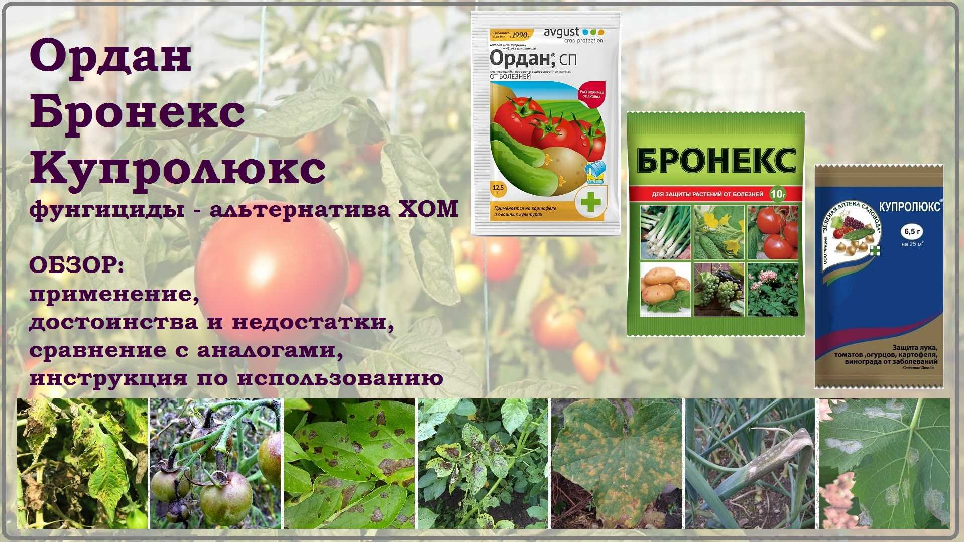 Хом обработка томатов в теплице. Купролюкс фунгицид. Бронекс для защиты растений. Ордан от фитофторы. Препарат Ордан для томатов.