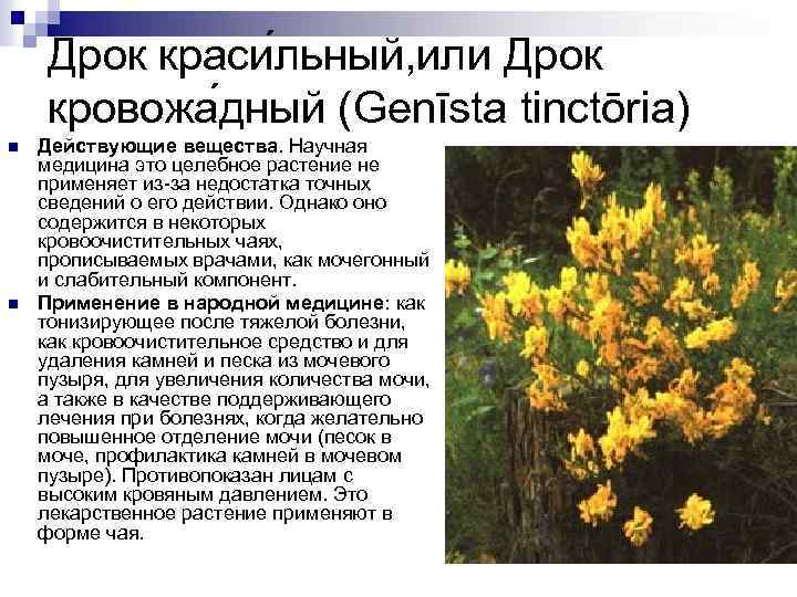 Дрок: описание, посадка, выращивание и уход за растением