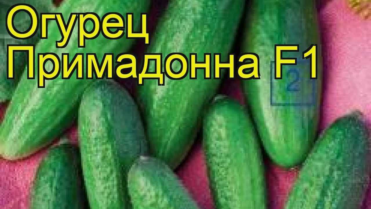 Фото, видео, описание, посадка, характеристика, урожайность, отзывы о скороспелом гибриде огурцов «примадонна f1».
